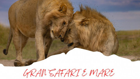 2025 africa gran safari e mare 25 IN35