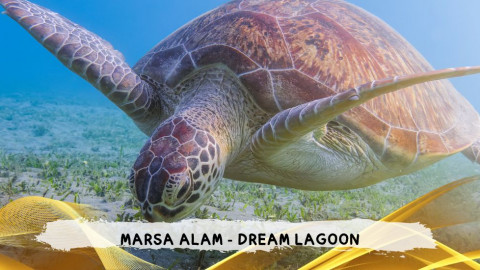 2026 marsa alam da roma dream T IN35