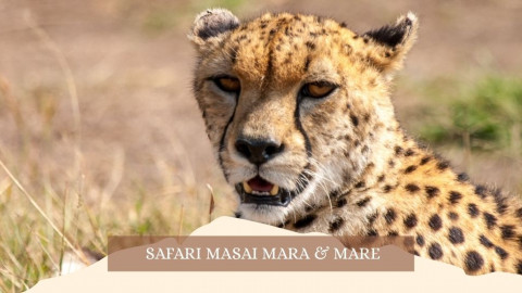 2025 africa masai mara e mare gennaio marzo 26 IN35