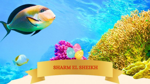 2026 sharm el sheikh T ponti IN35