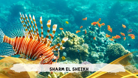 2026 sharm el sheikh da bologna T IN35