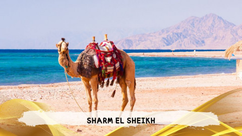2026 sharm el sheikh da roma queen T IN35